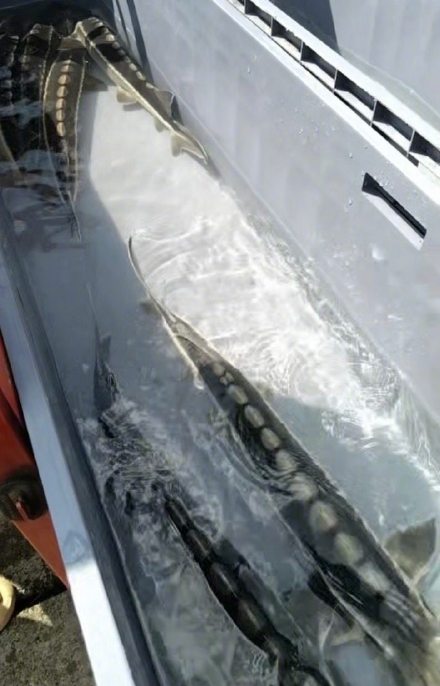 80尾珍稀长江鲟有了新“身份” 80尾珍稀长江鲟有了新“身份”