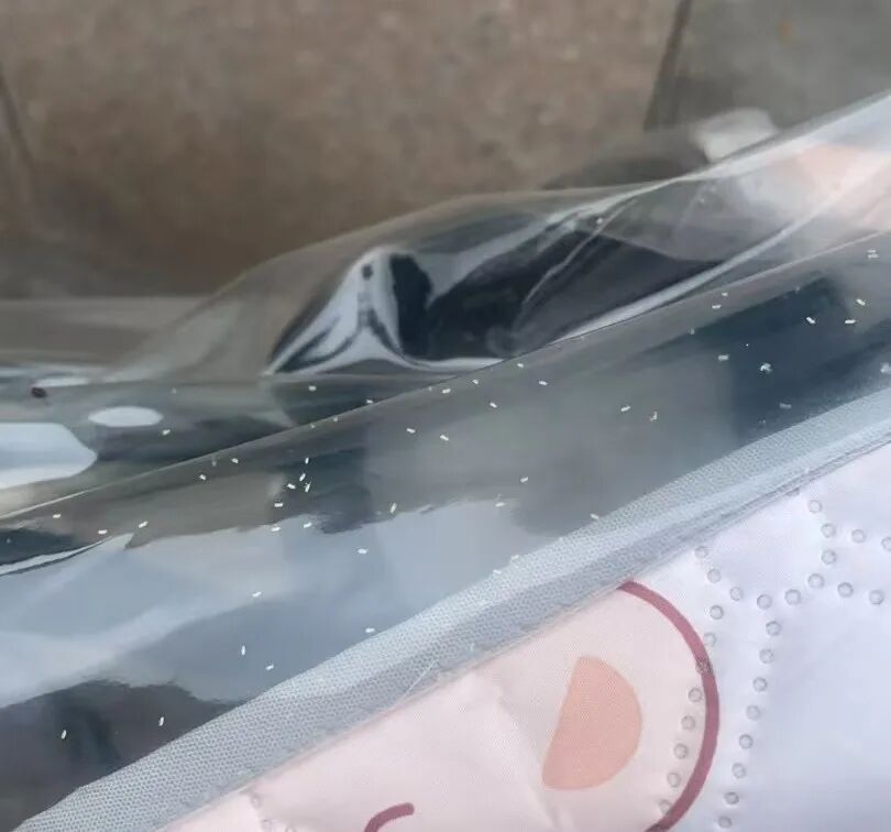 密密麻麻！洛阳有“小白虫”出没！究竟为啥？