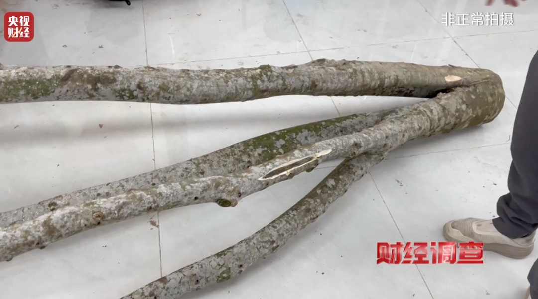 有商家用注油白木冒充沉香,东南地区最大沉香市场有卖假货!央视调查→ 有商家用注油白木冒充沉香,东南地区最大沉香市场有卖假货!央视调查→