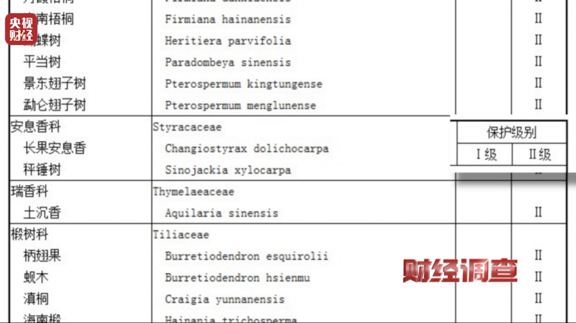 有商家用注油白木冒充沉香,东南地区最大沉香市场有卖假货!央视调查→ 有商家用注油白木冒充沉香,东南地区最大沉香市场有卖假货!央视调查→