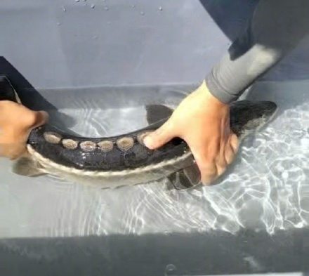 80尾珍稀长江鲟有了新“身份” 80尾珍稀长江鲟有了新“身份”