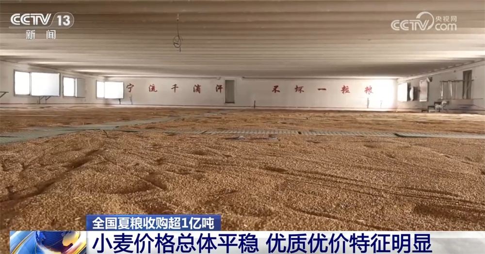 小麦收购市场“新”气象让群众卖“明白粮、放心粮” 节日市场货足价稳有保障