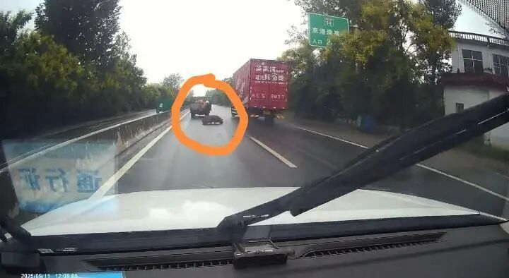 货车拉13头猪两公里路程有11头“越狱”，后车鸣笛狂追提醒，已找回10头