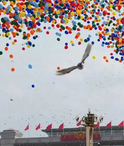 飞1000公里只为回家干饭，鸽子竟然是这样被驯服的！