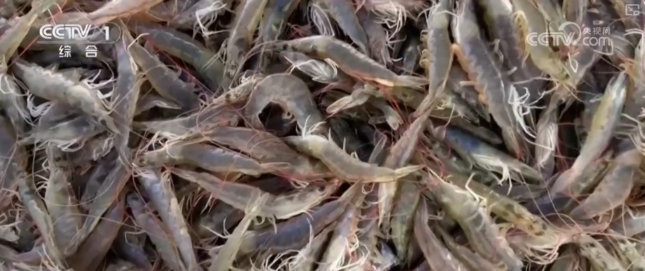 又是一年收获时!五谷丰登、瓜果飘香、鱼虾满舱……丰收画卷徐徐铺展 又是一年收获时!五谷丰登、瓜果飘香、鱼虾满舱……丰收画卷徐徐铺展