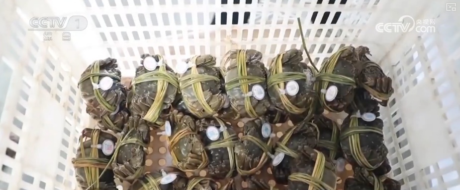 又是一年收获时!五谷丰登、瓜果飘香、鱼虾满舱……丰收画卷徐徐铺展 又是一年收获时!五谷丰登、瓜果飘香、鱼虾满舱……丰收画卷徐徐铺展