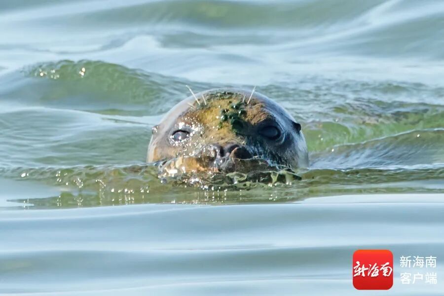 文昌村民跟拍一年,海豹“阿侬”判若两“豹” 文昌村民跟拍一年,海豹“阿侬”判若两“豹”