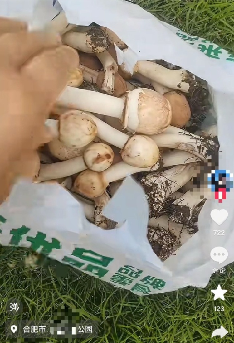 合肥一市民在公园采食蘑菇中毒,疾控紧急提醒 合肥一市民在公园采食蘑菇中毒,疾控紧急提醒