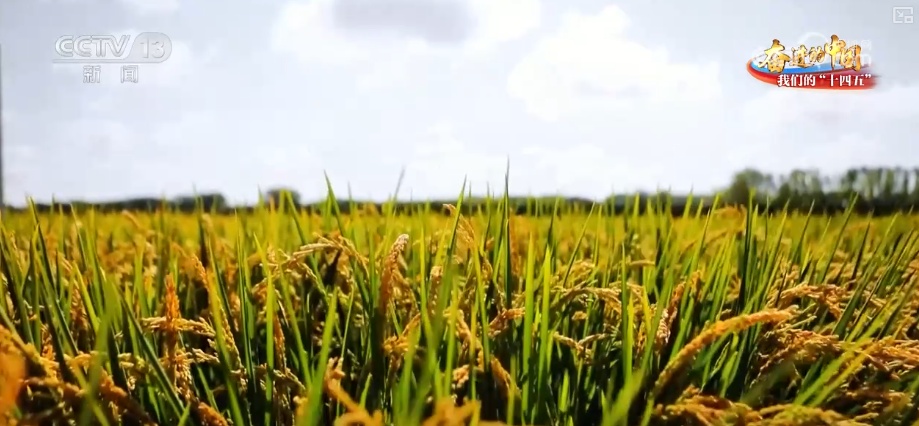 丰收在望!“沃野粮仓”科技“唱主角” 知天而作智慧农业跑出“加速度” 丰收在望!“沃野粮仓”科技“唱主角” 知天而作智慧农业跑出“加速度”