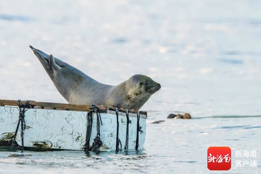 文昌村民跟拍一年,海豹“阿侬”判若两“豹” 文昌村民跟拍一年,海豹“阿侬”判若两“豹”
