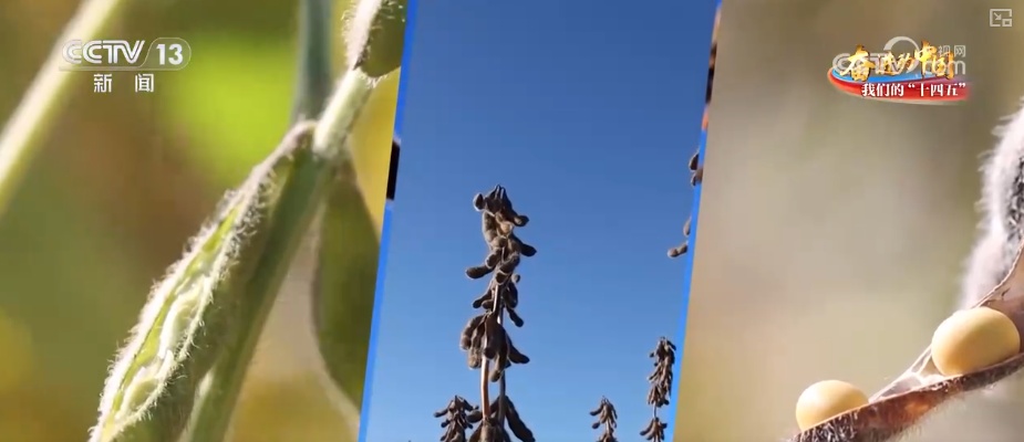 丰收在望!“沃野粮仓”科技“唱主角” 知天而作智慧农业跑出“加速度” 丰收在望!“沃野粮仓”科技“唱主角” 知天而作智慧农业跑出“加速度”