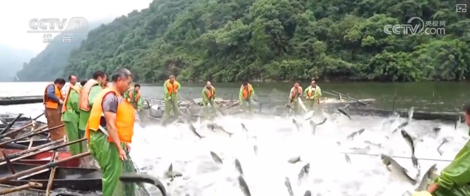 又是一年收获时!五谷丰登、瓜果飘香、鱼虾满舱……丰收画卷徐徐铺展 又是一年收获时!五谷丰登、瓜果飘香、鱼虾满舱……丰收画卷徐徐铺展