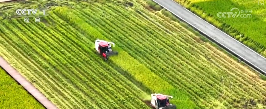 又是一年收获时!五谷丰登、瓜果飘香、鱼虾满舱……丰收画卷徐徐铺展 又是一年收获时!五谷丰登、瓜果飘香、鱼虾满舱……丰收画卷徐徐铺展