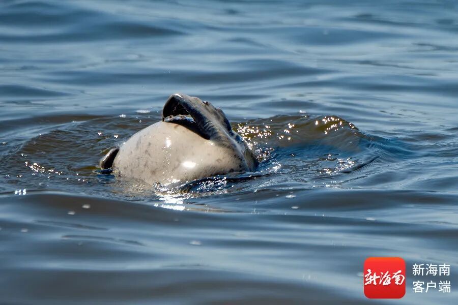 文昌村民跟拍一年,海豹“阿侬”判若两“豹” 文昌村民跟拍一年,海豹“阿侬”判若两“豹”