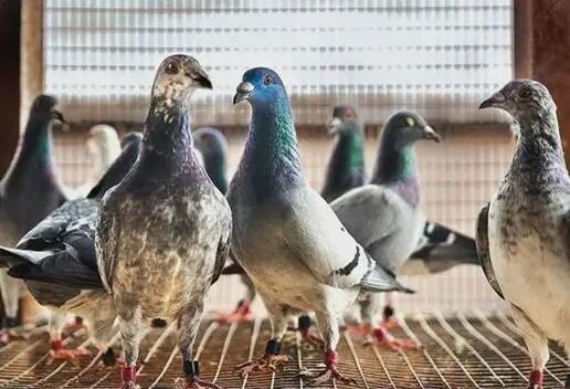 飞1000公里只为回家干饭，鸽子竟然是这样被驯服的！