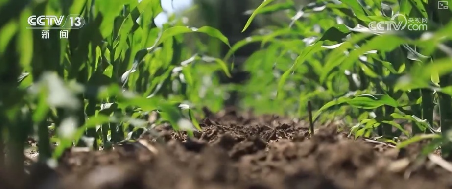 19.4亿亩、1.75亿吨、7358万吨……“数”说百姓吃得更好、更健康 19.4亿亩、1.75亿吨、7358万吨……“数”说百姓吃得更好、更健康