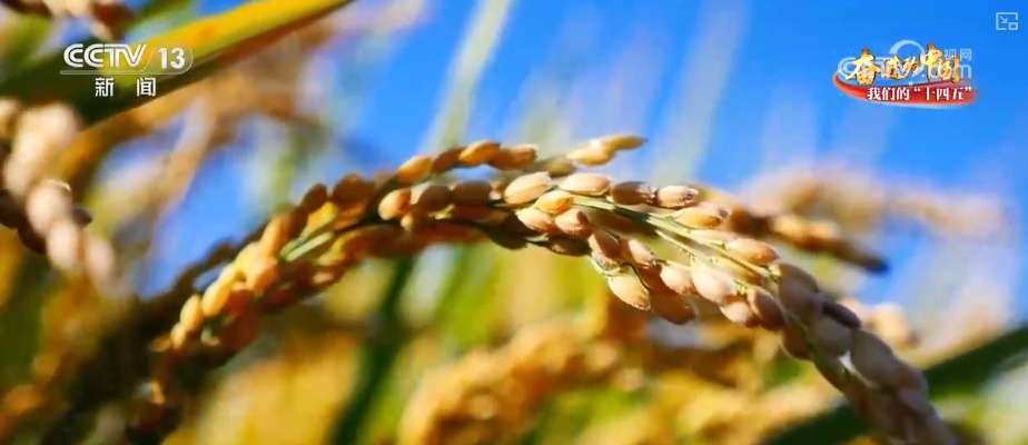 丰收在望!“沃野粮仓”科技“唱主角” 知天而作智慧农业跑出“加速度” 丰收在望!“沃野粮仓”科技“唱主角” 知天而作智慧农业跑出“加速度”