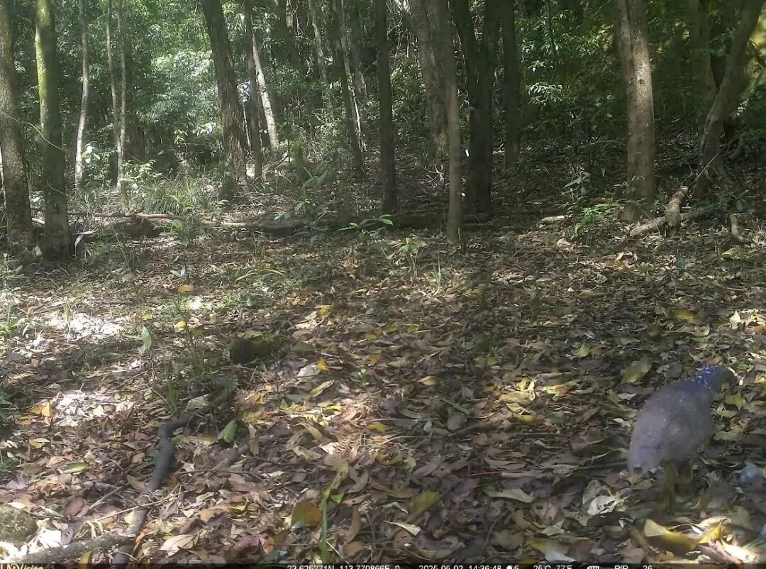国家二级保护动物，现身广州