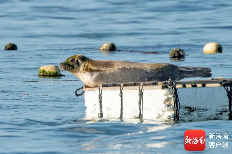 文昌村民跟拍一年,海豹“阿侬”判若两“豹” 文昌村民跟拍一年,海豹“阿侬”判若两“豹”