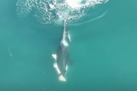 又一次！一头濒临灭绝的虎鲸被发现，叼着死去不到3天的幼崽