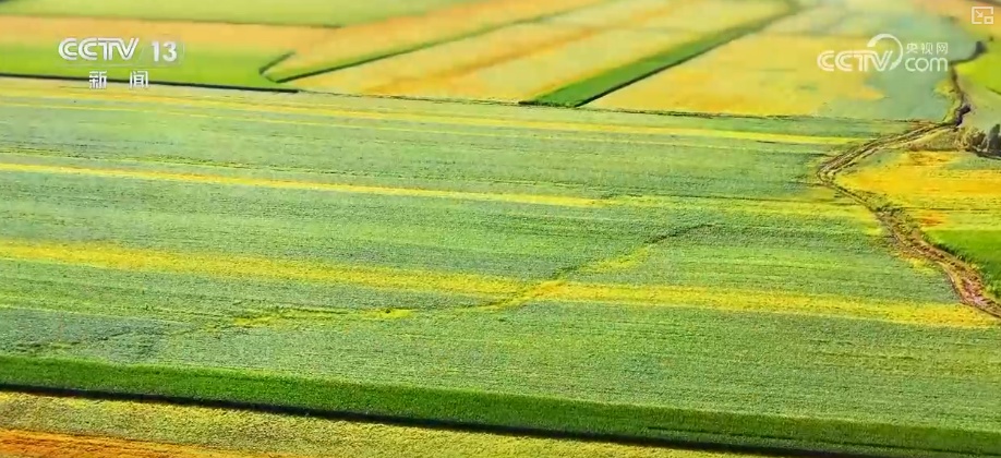 丰收在望!“沃野粮仓”科技“唱主角” 知天而作智慧农业跑出“加速度” 丰收在望!“沃野粮仓”科技“唱主角” 知天而作智慧农业跑出“加速度”