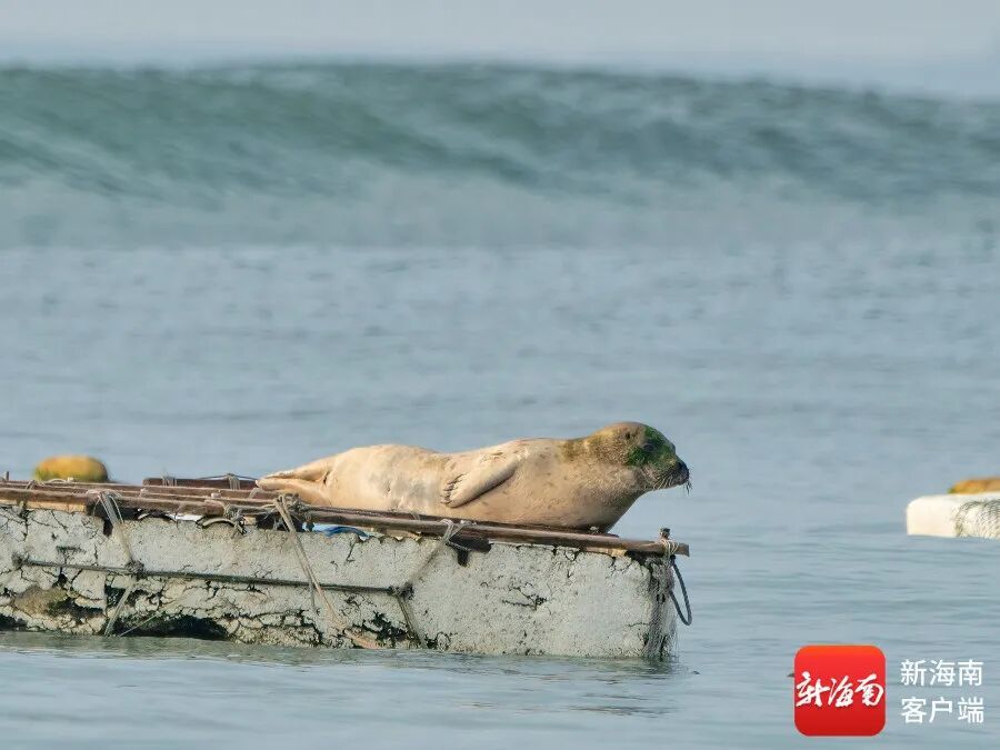 文昌村民跟拍一年,海豹“阿侬”判若两“豹” 文昌村民跟拍一年,海豹“阿侬”判若两“豹”
