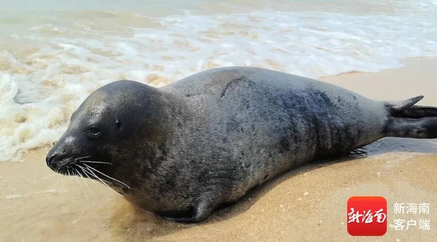 文昌村民跟拍一年,海豹“阿侬”判若两“豹” 文昌村民跟拍一年,海豹“阿侬”判若两“豹”