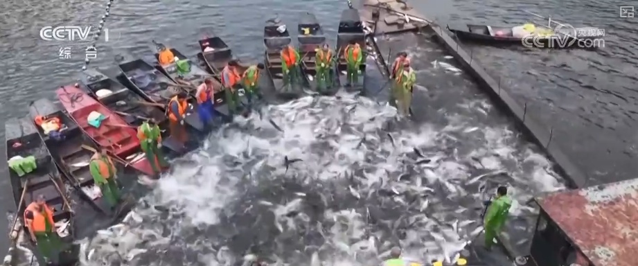 又是一年收获时!五谷丰登、瓜果飘香、鱼虾满舱……丰收画卷徐徐铺展 又是一年收获时!五谷丰登、瓜果飘香、鱼虾满舱……丰收画卷徐徐铺展