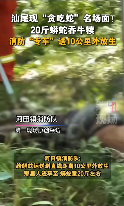 广东一地惊现20斤蟒蛇生吞牛犊……