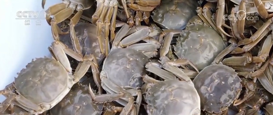 又是一年收获时!五谷丰登、瓜果飘香、鱼虾满舱……丰收画卷徐徐铺展 又是一年收获时!五谷丰登、瓜果飘香、鱼虾满舱……丰收画卷徐徐铺展