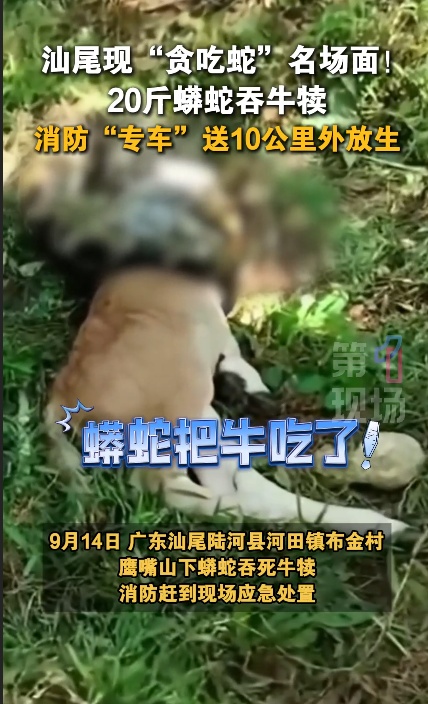 广东一地惊现20斤蟒蛇生吞牛犊……