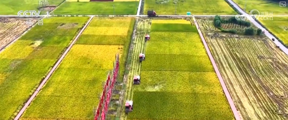 又是一年收获时!五谷丰登、瓜果飘香、鱼虾满舱……丰收画卷徐徐铺展 又是一年收获时!五谷丰登、瓜果飘香、鱼虾满舱……丰收画卷徐徐铺展