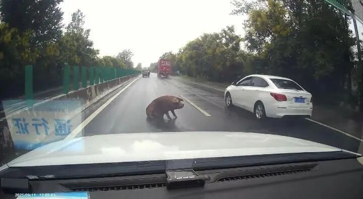 货车拉13头猪两公里路程有11头“越狱”，后车鸣笛狂追提醒，已找回10头