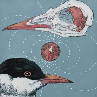 飞1000公里只为回家干饭，鸽子竟然是这样被驯服的！