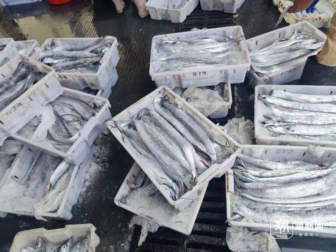 东海全面开渔！透骨新鲜的海鲜在路上了