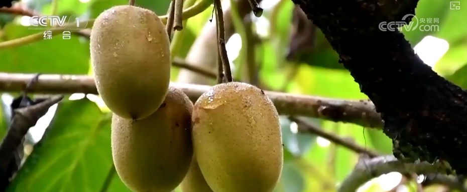 又是一年收获时!五谷丰登、瓜果飘香、鱼虾满舱……丰收画卷徐徐铺展 又是一年收获时!五谷丰登、瓜果飘香、鱼虾满舱……丰收画卷徐徐铺展