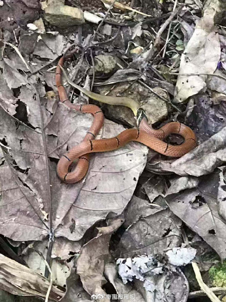 海南华珊瑚蛇首次在万宁被发现
