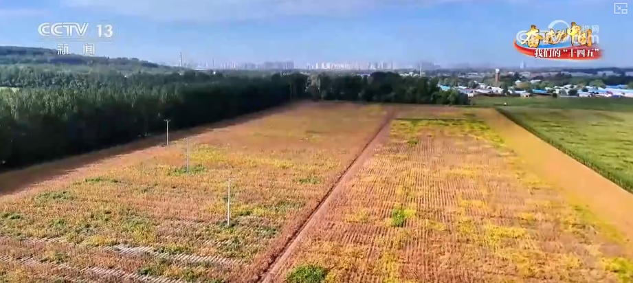 丰收在望!“沃野粮仓”科技“唱主角” 知天而作智慧农业跑出“加速度” 丰收在望!“沃野粮仓”科技“唱主角” 知天而作智慧农业跑出“加速度”