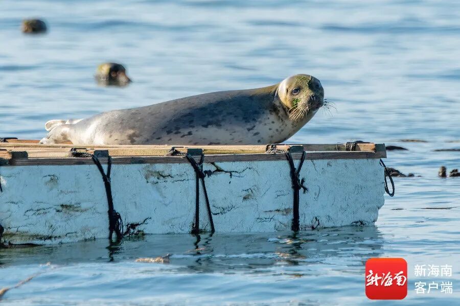 文昌村民跟拍一年,海豹“阿侬”判若两“豹” 文昌村民跟拍一年,海豹“阿侬”判若两“豹”