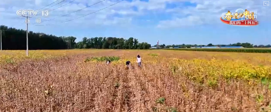 丰收在望!“沃野粮仓”科技“唱主角” 知天而作智慧农业跑出“加速度” 丰收在望!“沃野粮仓”科技“唱主角” 知天而作智慧农业跑出“加速度”