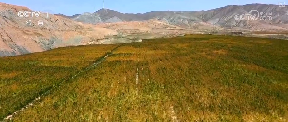 又是一年收获时!五谷丰登、瓜果飘香、鱼虾满舱……丰收画卷徐徐铺展 又是一年收获时!五谷丰登、瓜果飘香、鱼虾满舱……丰收画卷徐徐铺展