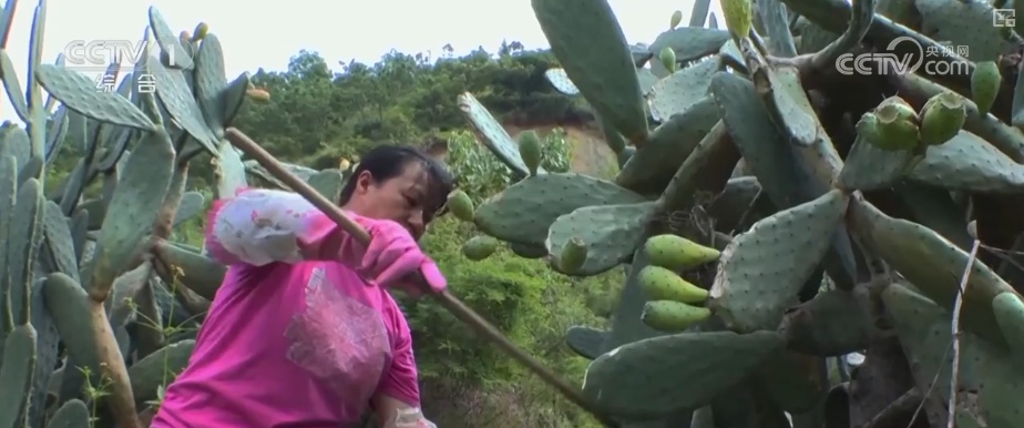 又是一年收获时!五谷丰登、瓜果飘香、鱼虾满舱……丰收画卷徐徐铺展 又是一年收获时!五谷丰登、瓜果飘香、鱼虾满舱……丰收画卷徐徐铺展