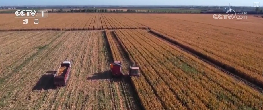 又是一年收获时!五谷丰登、瓜果飘香、鱼虾满舱……丰收画卷徐徐铺展 又是一年收获时!五谷丰登、瓜果飘香、鱼虾满舱……丰收画卷徐徐铺展