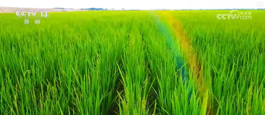 丰收在望!“沃野粮仓”科技“唱主角” 知天而作智慧农业跑出“加速度” 丰收在望!“沃野粮仓”科技“唱主角” 知天而作智慧农业跑出“加速度”