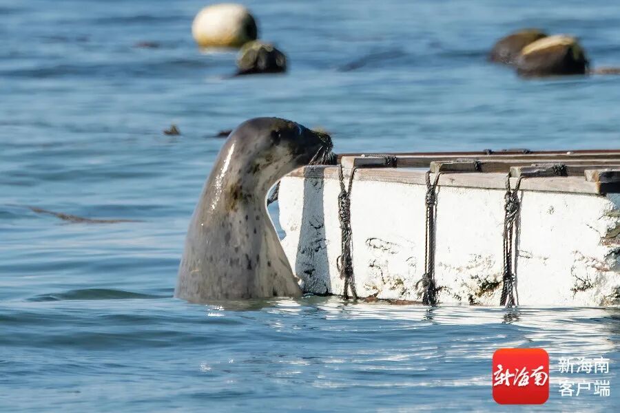 文昌村民跟拍一年,海豹“阿侬”判若两“豹” 文昌村民跟拍一年,海豹“阿侬”判若两“豹”