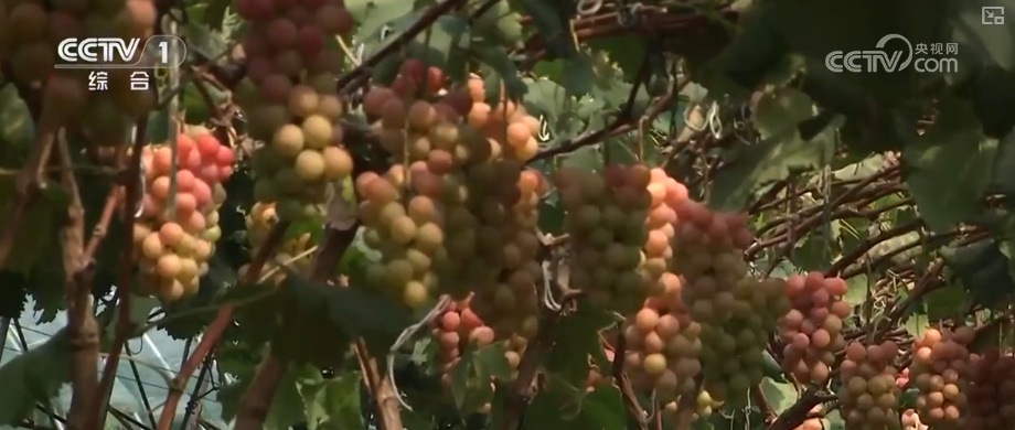 又是一年收获时!五谷丰登、瓜果飘香、鱼虾满舱……丰收画卷徐徐铺展 又是一年收获时!五谷丰登、瓜果飘香、鱼虾满舱……丰收画卷徐徐铺展