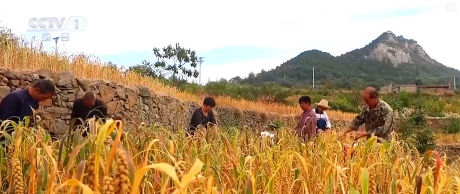 又是一年收获时!五谷丰登、瓜果飘香、鱼虾满舱……丰收画卷徐徐铺展 又是一年收获时!五谷丰登、瓜果飘香、鱼虾满舱……丰收画卷徐徐铺展