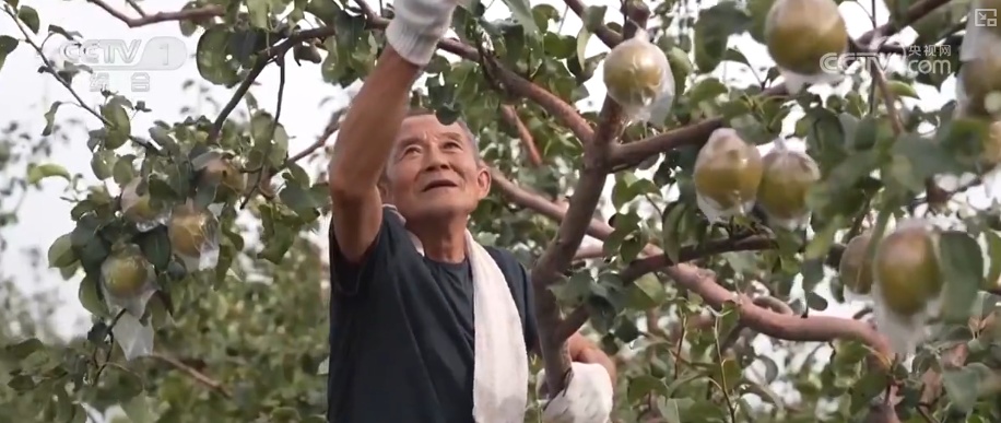 又是一年收获时!五谷丰登、瓜果飘香、鱼虾满舱……丰收画卷徐徐铺展 又是一年收获时!五谷丰登、瓜果飘香、鱼虾满舱……丰收画卷徐徐铺展