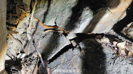 海南华珊瑚蛇首次在万宁被发现