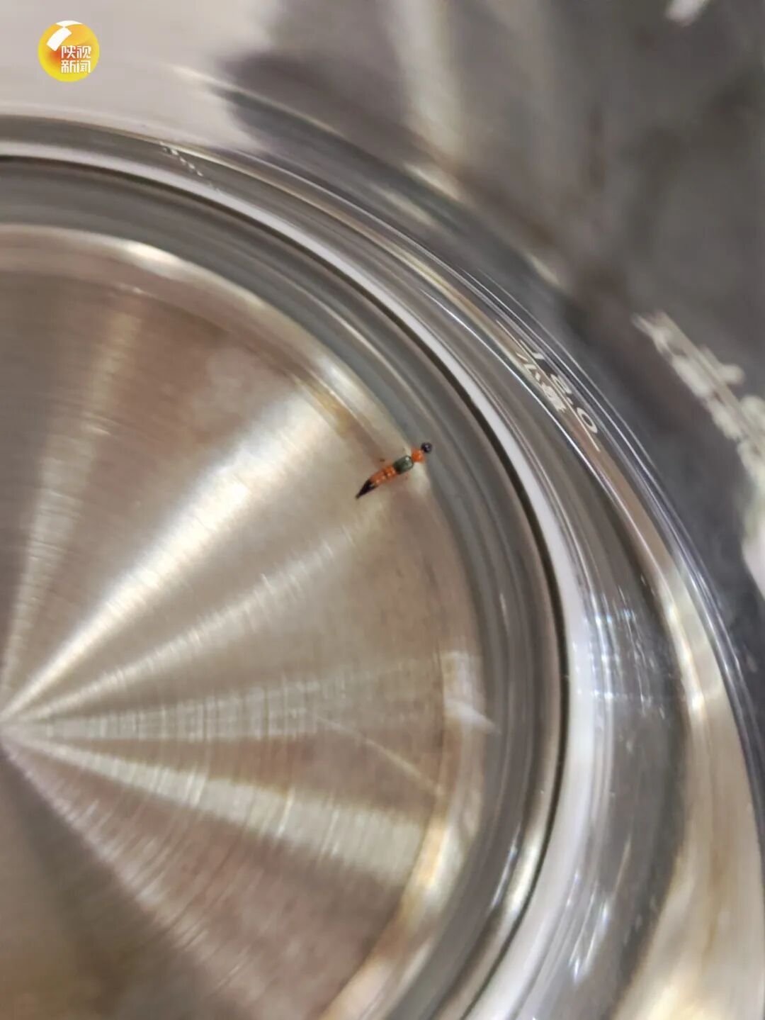 西安多区发现隐翅虫？千万别拍！毒液堪比硫酸